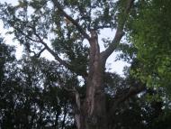 Грушківка з panoramio.com