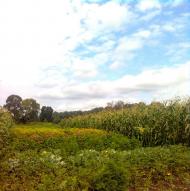 Лихачів з panoramio.com