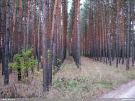 Норцівка з panoramio.com