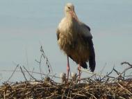 Паївка з panoramio.com