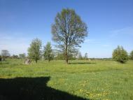 Корощине з panoramio.com