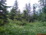 Вістова з panoramio.com