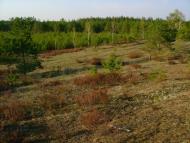 Лісове з panoramio.com