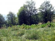 Вучкове з panoramio.com