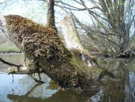 Безіменне з panoramio.com