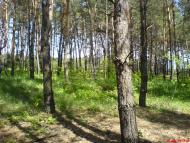 Борівське з panoramio.com