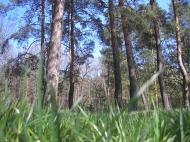 Гамарня з panoramio.com