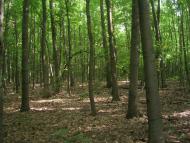 Улашівка з panoramio.com