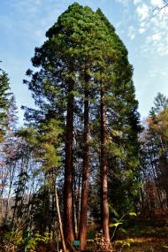 Росішка з panoramio.com