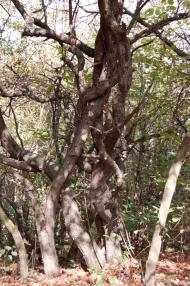 Вільшаниця з panoramio.com