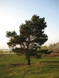 Кузьки з panoramio.com