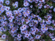 Чикалівка з panoramio.com