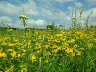 Березівка з panoramio.com