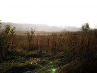 Ярове - Останні фото