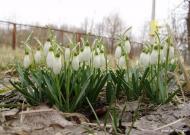 Ліски з panoramio.com