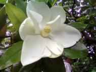 Широколанівка з panoramio.com