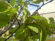 Салькове з panoramio.com