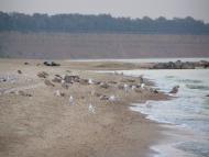 Саханка з panoramio.com