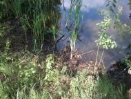 Ватажкове з panoramio.com