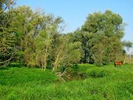 Кустин з panoramio.com