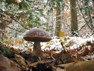 Яворівка з panoramio.com