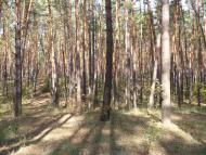 Скрипаї з panoramio.com