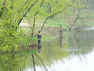 Чайки з panoramio.com