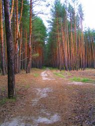 Ярова з panoramio.com