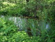 Лози з panoramio.com