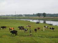 Бузаки з panoramio.com