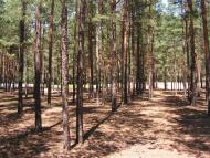 Черкаські Тишки з panoramio.com