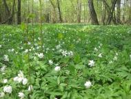 Шадура з panoramio.com