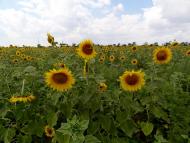 Косих з panoramio.com