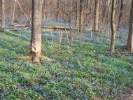 Лантратівка з panoramio.com