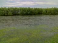 Соболівка з panoramio.com