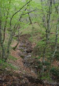 Лісне з panoramio.com