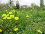 Ліски з panoramio.com