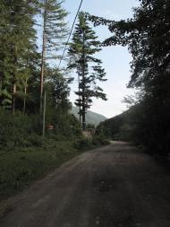 Чорноголова з panoramio.com