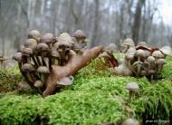 Крать з panoramio.com