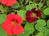 Чикалівка з panoramio.com