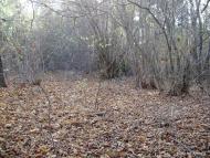 Ліски з panoramio.com