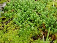 Крать з panoramio.com