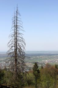 Берегомет з panoramio.com