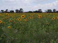 Косих з panoramio.com