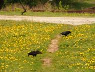 Салькове з panoramio.com