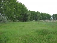 Дальник з panoramio.com