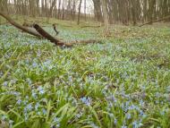 Великі Будища з panoramio.com