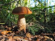 Завій з panoramio.com