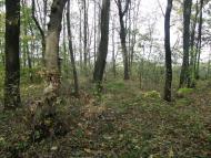 Оржиця з panoramio.com