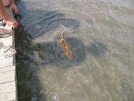 Ізлучисте - Останні фото